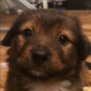 Meet your Posher, Dustin